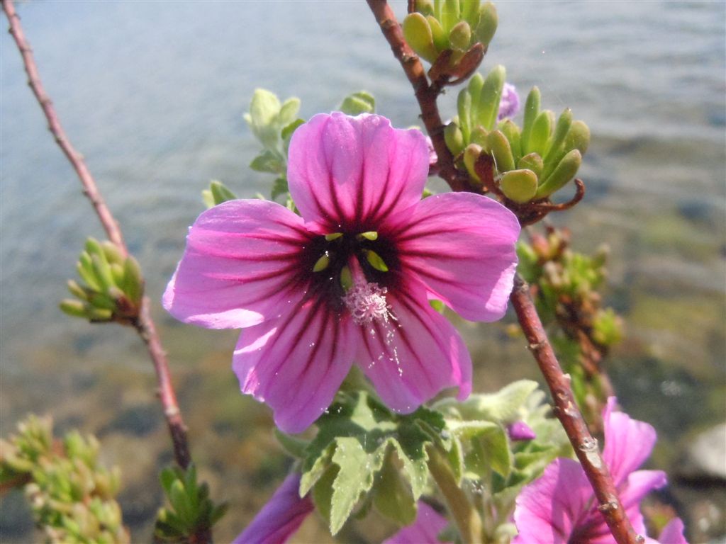 Malva veneta / Malvone maggiore
